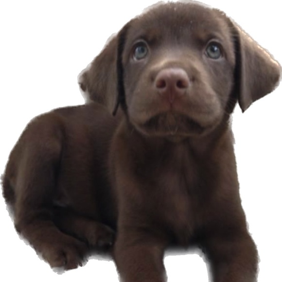 Meet your Posher, K - Picture 1 of 1